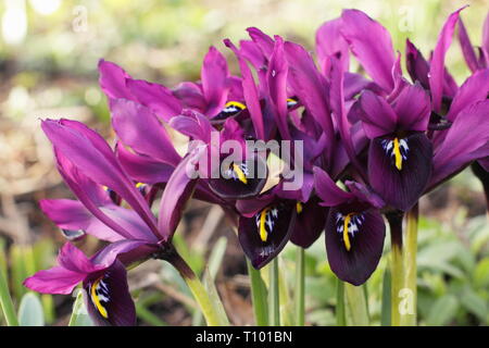 Inizio della primavera e fiori di Iris reticulata 'George nel febbraio del giardino di confine, UK. Chiamato anche Iris histrioides 'giorgio'. Foto Stock