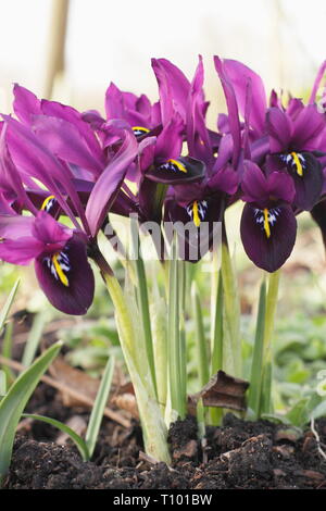 Inizio della primavera e fiori di Iris reticulata 'George nel febbraio del giardino di confine, UK. Chiamato anche Iris histrioides 'giorgio'. Foto Stock