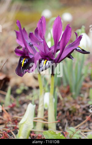 Inizio della primavera e fiori di Iris reticulata 'George nel febbraio del giardino di confine, UK. Chiamato anche Iris histrioides 'giorgio'. Foto Stock