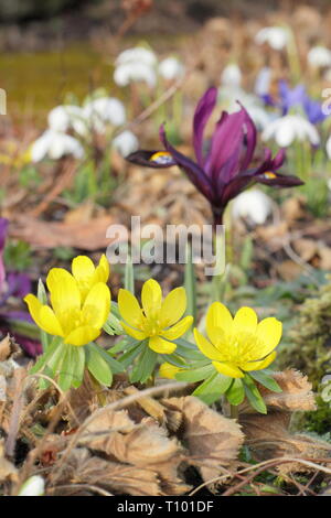 Iris reticulata " George', Galanthus e Eranthis hyemalis. Iris nana, 'George' bucaneve e aconiti invernali in un inizio di Spring Garden, Regno Unito Foto Stock