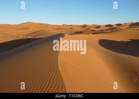 Le grandi dune di sabbia di Erg Chebbi, Marocco, offrono una splendida vista di onde e forme e modifica di golden, rosso e arancione durante il tramonto e sunse Foto Stock