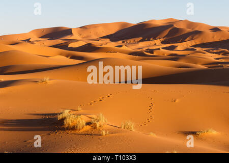 Le grandi dune di sabbia di Erg Chebbi, Marocco, offrono una splendida vista di onde e forme e modifica di golden, rosso e arancione durante il tramonto e sunse Foto Stock