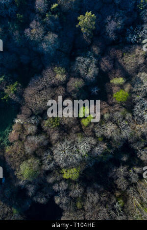 La primavera, Tarrueza, Laredo, Montaña Oriental Costera, Cantabria, Spagna, Europa Foto Stock