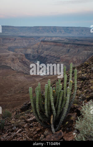 Vista dal bordo del Fish River Canyon in Namibe con un cactus che cresce su molto friabile a bordo Foto Stock