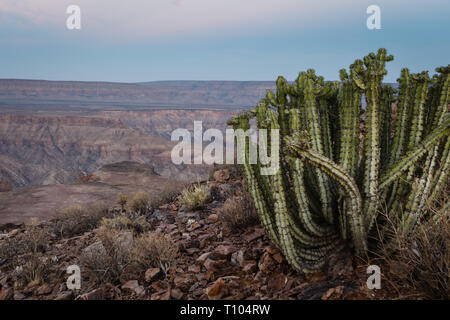 Vista dal bordo del Fish River Canyon in Namibe con un cactus crescente sul bordo Foto Stock
