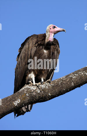 Hooded Vulture (Necrosyrtes monachus) in Etiopia Foto Stock