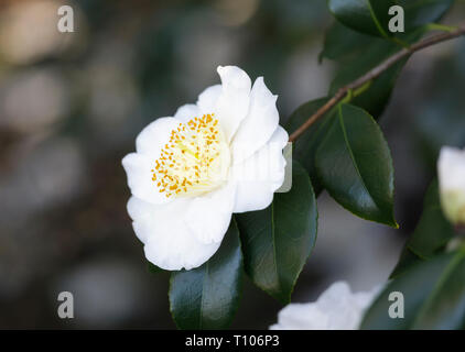 Chiudere fino a un bianco di Camellia 'Hakutaka' 'Higo' Fiore in piena fioritura Foto Stock