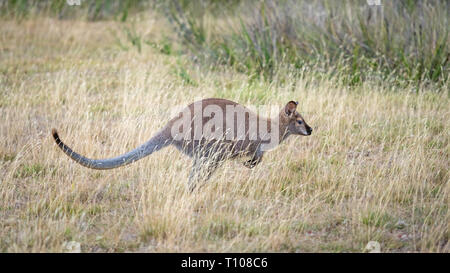 Il Rosso Colli wallaby o Bennetts wallaby (Macropus rufogriseus) è una di medie dimensioni macropod marsupiale trovati in Australia. Foto Stock