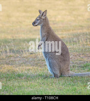 Il Rosso Colli wallaby o Bennetts wallaby (Macropus rufogriseus) è una di medie dimensioni macropod marsupiale trovati in Australia. Foto Stock