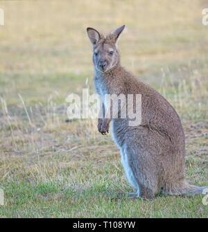 Il Rosso Colli wallaby o Bennetts wallaby (Macropus rufogriseus) è una di medie dimensioni macropod marsupiale trovati in Australia. Foto Stock