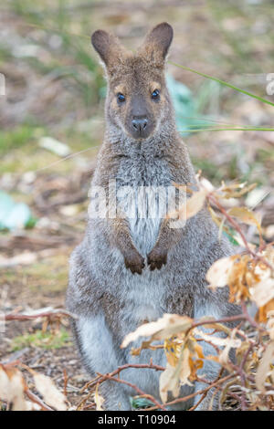 Il Rosso Colli wallaby o Bennetts wallaby (Macropus rufogriseus) è una di medie dimensioni macropod marsupiale trovati in Australia. Foto Stock