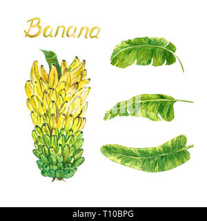 Banane gialle tier (grappolo) Annuncio foglie dipinte a mano illustrazione ad acquerello con iscrizione isolati su sfondo bianco Foto Stock