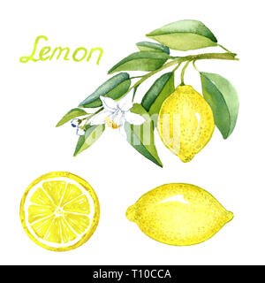 Rami di limone con frutti e fiori bianchi interi e fetta tagliata, dipinte a mano illustrazione ad acquerello, dipinte a mano illustrazione ad acquerello con ins Foto Stock