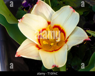 Rosso e giallo crema throated petali della fioritura precoce tulipani botanici, Tulipa kaufmanniana 'Ninfea' Foto Stock