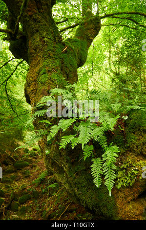 Grande faggio (Fagus sylvatica) tronco coperti da felci e muschi in una foresta di faggio a SL-NA 50 trail (Hiriberri, Villanueva de Aezkoa, Navarra, Spagna) Foto Stock