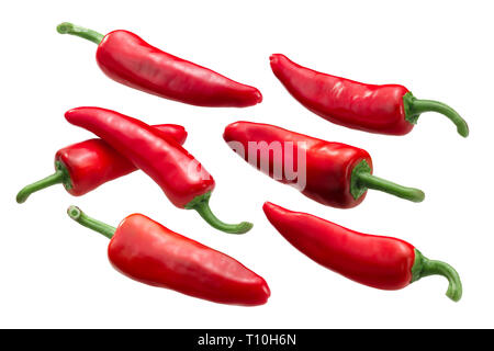 Gorria Espelette-tipo peperoncini (Capsicum annuum frutti interi mature pods Foto Stock