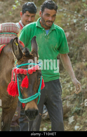 Mulo, il risultato di incrocio tra un cavallo (Equus caballus), e un asino (Equus asinus), essendo utilizzato come un animale pack per portare a rotture di pietra per la costruzione. India del nord. Foto Stock