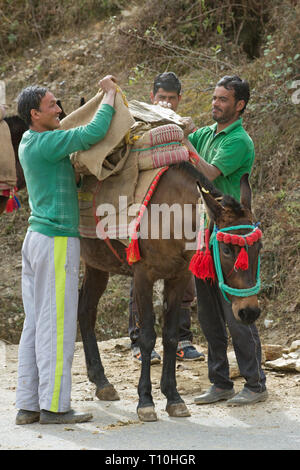 Mulo, il risultato di incrocio tra un cavallo (Equus caballus), e un asino (Equus asinus), essendo utilizzato come un animale pack per portare a rotture di pietra per la costruzione. India del nord. Foto Stock