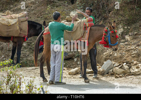 Mulo, il risultato di incrocio tra un cavallo (Equus caballus), e un asino (Equus asinus), essendo utilizzato come un animale pack per portare a rotture di pietra per la costruzione. India del nord. Foto Stock