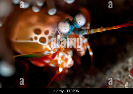 Smashing Canocchia, Odontodactylus scyllarus, Tanjung Kubur sito di immersione, Lembeh Straits, Sulawesi, Indonesia Foto Stock