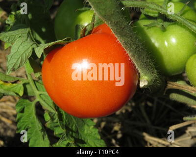 Pomodori su un ramo in una giornata di sole, close-up. Rosso e i pomodori verdi in crescita nel giardino estivo Foto Stock