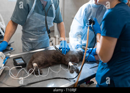 Gatto sotto anestesia generale sul tavolo operatorio. La chirurgia di Pet. Foto Stock