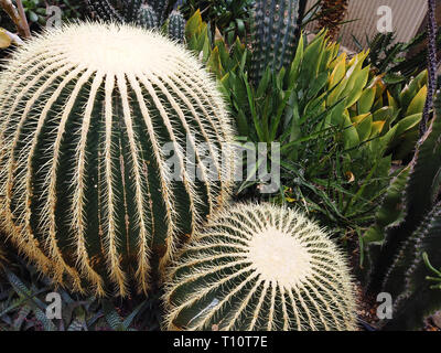 I cactus coperti in partite di punte aguzze Foto Stock