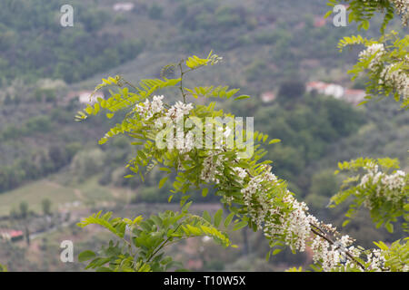 Il punto di vista del bianco fioritura acacia filiale. Abbondante fioritura acacia il ramo di Robinia pseudoacacia. Foto Stock