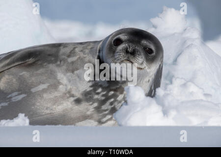 L'Antartide, al di sotto del circolo antartico, suono cristallino. Guarnizione di Weddell (Leptonychotes weddelli) su ghiaccio. Foto Stock