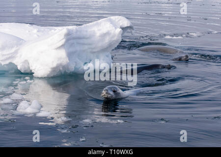 L'Antartide, al di sotto del circolo antartico, suono cristallino. Le guarnizioni Crabeater (Lobodon carcinophagus) di nuoto. Foto Stock