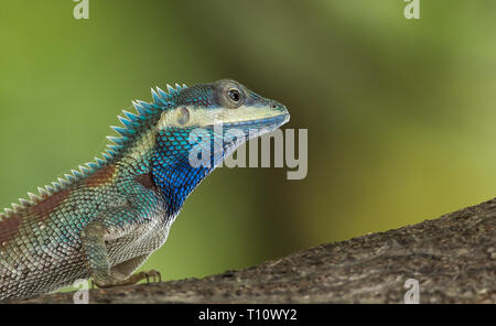 Blu-crested Lizard su albero con sfondo verde. Foto Stock