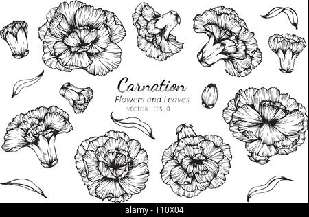 Insieme di raccolta dei fiori di garofano e lascia il disegno illustrativo. Per pattern, logo, template, banner, poster, invito e biglietto di auguri design. Illustrazione Vettoriale