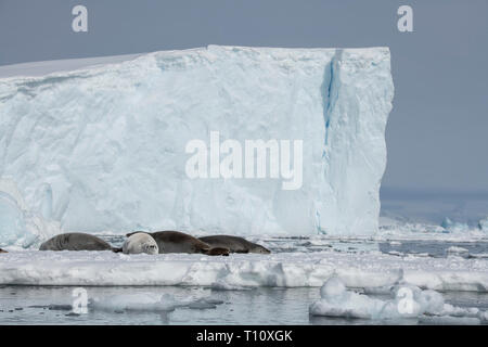 L'Antartide, al di sotto del circolo antartico, suono cristallino. Le guarnizioni Crabeater (Lobodon carcinophagus) su ghiaccio con grandi iceberg tabulare in distanza. Foto Stock