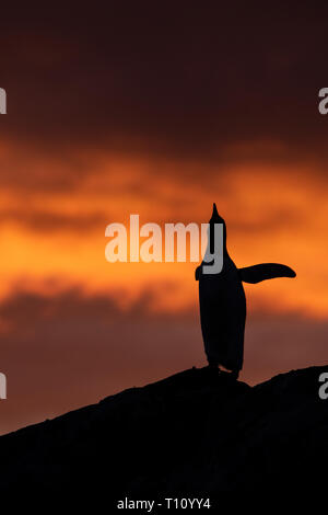 L'Antartide, Paradise Harbour aka Paradise Bay. Silhouette di pinguino papua con tramonto polare. Foto Stock