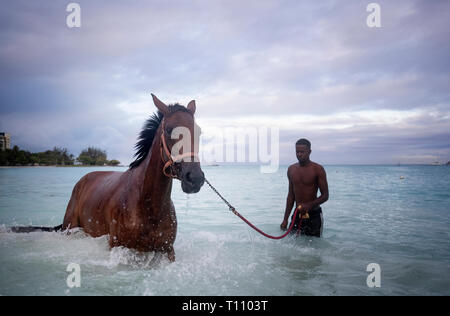 Ragazzi stabile dal Garrison Savannah racecourse lavare ed esercitare i loro cavalli nel mare dei Caraibi a spiaggia di ciottoli vicino a Bridgetown, Barbados. Foto Stock