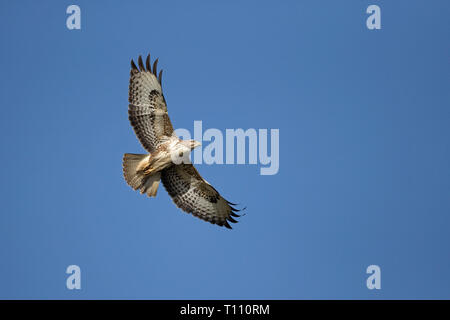 Comune Poiana (Buteo buteo) Foto Stock