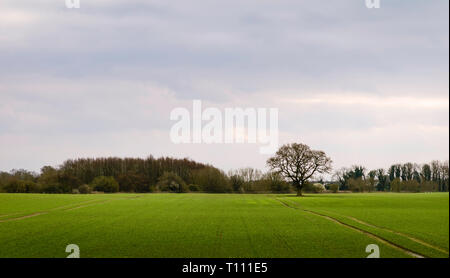 Moody rurale scena con campo arato e quercia in orizzonte all'alba a Beverley, nello Yorkshire, Regno Unito. Foto Stock