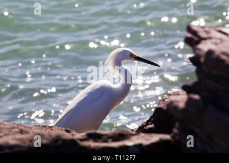Una garzetta, Egretta garzetta, alimenta lungo il litorale della baia di La Paz, vicino al mare di Cortez, nel sud della Baja, Messico. Foto Stock