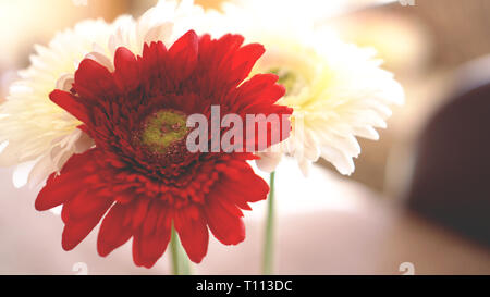 Fiore di Gerbera isolato in soft focus. Sunny sfondo sfocato Foto Stock