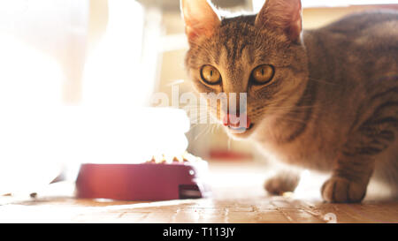 Kitten leccare le labbra con linguetta gustosa. Cat lambisce i denti dopo aver mangiato qualcosa di molto deliziosa. Vista frontale, il fuoco selettivo Foto Stock