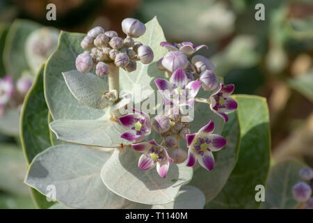 Desert Flower (Sodoma Apple) su una foglia verde in background degli Emirati Arabi Uniti. Foto Stock