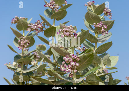 Desert Flower (Sodoma Apple) su una foglia verde in background degli Emirati Arabi Uniti. Foto Stock