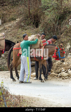 Mulo, il risultato di incrocio tra un cavallo (Equus caballus), e un asino (Equus asinus), essendo utilizzato come un animale pack per portare a rotture di pietra per la costruzione. India del nord. Foto Stock