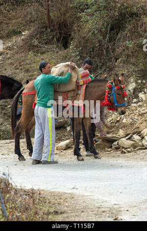 Mulo, il risultato di incrocio tra un cavallo (Equus caballus), e un asino (Equus asinus), essendo utilizzato come un animale pack per portare a rotture di pietra per la costruzione. India del nord. Foto Stock