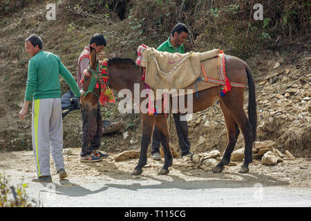 Mulo, il risultato di incrocio tra un cavallo (Equus caballus), e un asino (Equus asinus), essendo utilizzato come un animale pack per portare a rotture di pietra per la costruzione. India del nord. Foto Stock