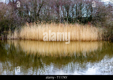 Nice Uk meteo, bella passeggiata nel pomeriggio nel parco pubblico con un piccolo lago chiamato Lindow comune in Wilmslow, Cheshire Foto Stock