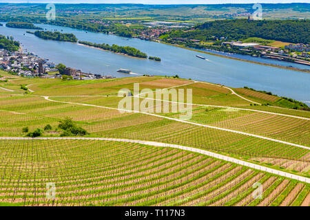 Splendida vista del paesaggio delle incantevoli vigneti inclinato a valle del Reno in una bella giornata di sole. Il fiume isola Rüdesheimer Aue, una natura... Foto Stock