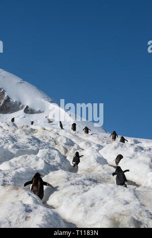 L'Antartide. Neko Harbour (sul continente antartico) sulla sponda orientale della baia Andvord, appena a sud del canale Errera. I pinguini di Gentoo. Foto Stock