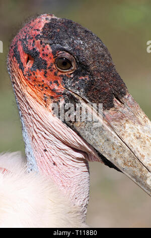 Marabou Stork Leptoptilos crumenifer, Lago di Awasa, Etiopia Foto Stock