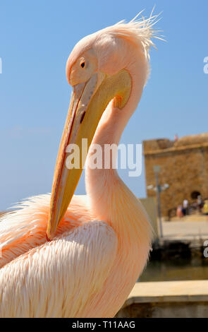 Una rosa pelican è un visitatore regolare al porto di Paphos in Cipro Foto Stock